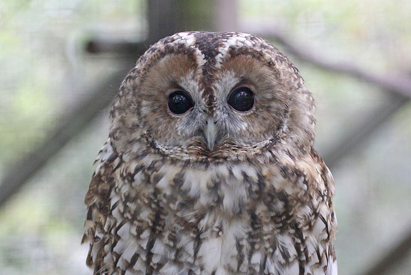 Scoutowl Web
