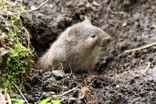 Watervole1 2500X1500