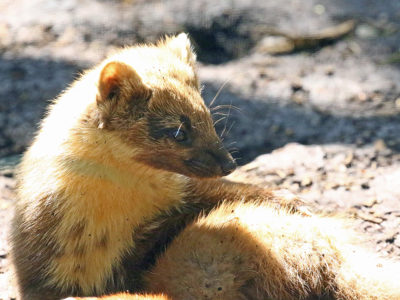 Pinemarten3 2500X1500