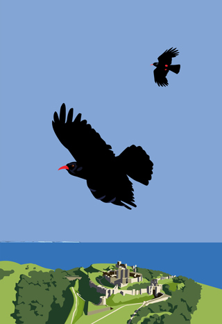 Chough Flying